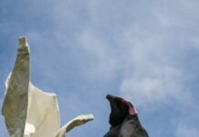 vêtements noirs et blancs volant dans l'air sur fond de ciel bleu